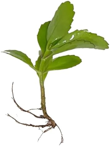 Leaf of Life Plant, Live Indoor Houseplant KALANCHOE PINNATA Small Bare Root Plant by Exotic-Succulent-Collection