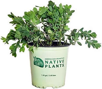 American Beauties Native Plants - Baptisia australis (Blue Indigo) Perennial, blue flowers, #2 - Size Container