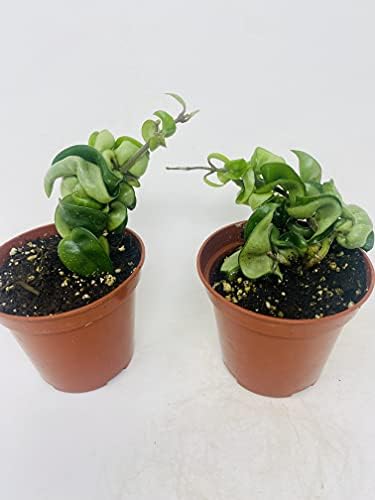 (Pack of 2) Hindu Indian Rope Plant- Hoya Exotic 4inch Pot