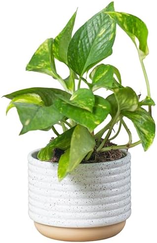 Costa Farms Live Pothos Plant, Easy Care Vining Live Indoor Houseplant, Air Purifying Trailing Plant Potted in Premium Decor Pot, Potting Soil, Gift for Office and Home Decor, 8-Inches Tall