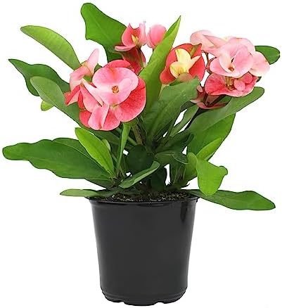 Altman Plants Crown of Thorns Plant (Euphorbia milii) in 4.25" Pot, Easy Plant Care, House Plant & Live Succulent, Year Round Indoor Flowering Plants with Indoor Plant & Live Cactus Soil Potting Mix
