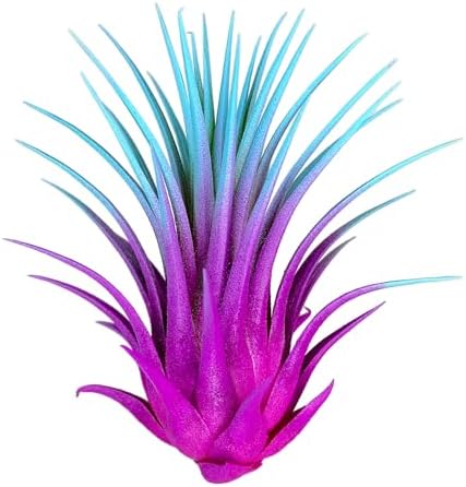 Ionantha Guatemala Tillandsia Air Plant, Guatemala Tillandsia Live Airplant, Healthy Arrival Guaranteed, Great Indoor Plant, Home Decor & Gift Rainbow #2