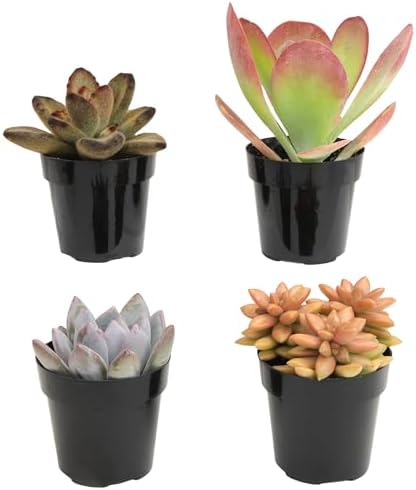 Altman Plants Desert Fire Live Succulents 4-Pack, Mini Plants Succulent Mix, Live Plants, Mini Succulents, House Plants, Live Succulent Plants, Outdoor & Indoor Plants for Event, Wedding, Kid Crafts