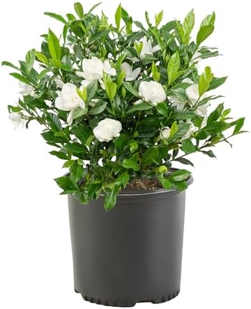 1 Gallon Gardenia August Beauty Shrub