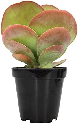 Altman Plants, Flapjack Kalanchoe Plant Real Succulents Live Indoor Plants, Kalanchoe Plants Live Succulents Plants Live House Plants Live, Succulent Plants Live Plants Indoor Plants Live Houseplants