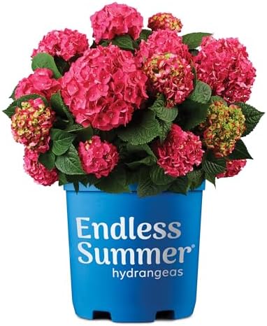 1 Gallon Endless Summer Hydrangea Summer Crush Shrub
