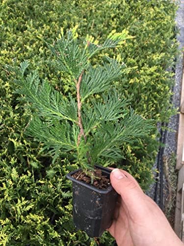 10 Thuja Green Giant Arborvitae 8-12" tall trees