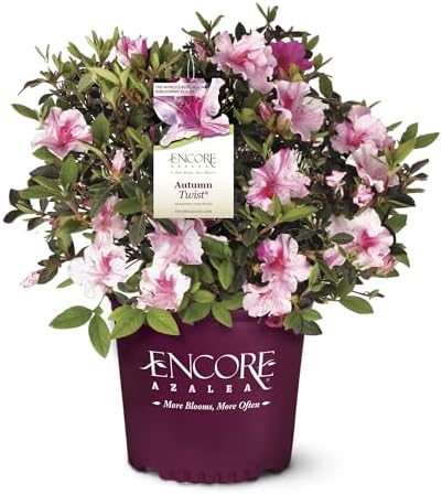 1 Gallon Azalea Encore Autumn Twist Shrub
