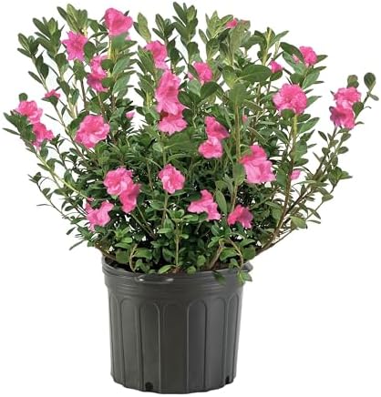 1 Gallon Herbert Azalea Shrub