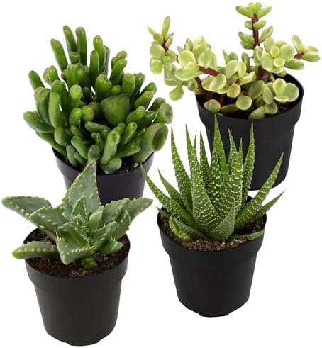 Altman Plants, Assorted Succulents Plants Live Houseplants (4PK), Succulent Plants Home Office Plants Live Indoor Plants, Live Plants Indoor House Plants, Easy Care Plants, Desk Plants, Kitchen Plants