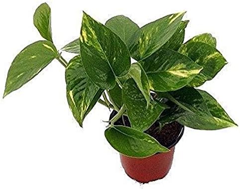 9GreenBox - Golden Devil's Ivy - Pothos - Epipremnum - 4" Pot - Very Easy to Grow Live Plant Ornament Decor for Home, Kitchen, Office, Table, Desk - Attracts Zen, Luck, Good Fortune - Non-GMO, Grown