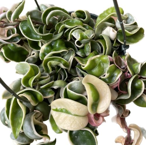 Variegated Hoya Compacta aka Hoya Hindu Rope Variegated Available in 2", 4", and 6" Pot Live Hoya Plant Prime Plants California (1 Small Plant/stem, 4" Pot)