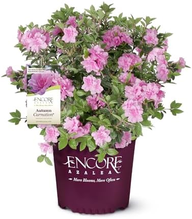 1 Gal Encore Azalea Autumn Carnation