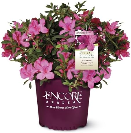 1 Gallon Azalea Encore Autumn Sangria