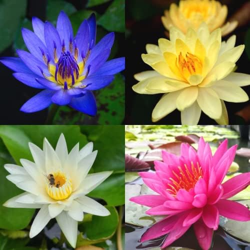4 Pack Water Lily Tubers Live Aquatic Plant Freshwater Pond Garden Colorful by Greenpro