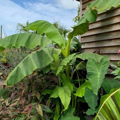 Musa Basjoo Banana Tree - 1 Ft. Tall Cold Hardy Banana Plant - Rapid Growth - Easy Care (1 ft), Green