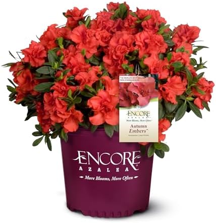 1 Gallon Encore Azalea Autumn Embers Shrub