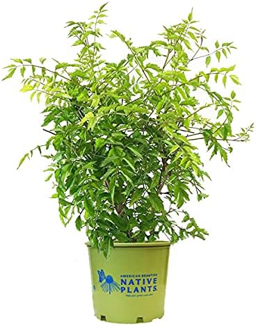 American Beauties Native Plants - Campsis radicans (Trumpet Vine) Vine, reddish orange, #2 - Size Container