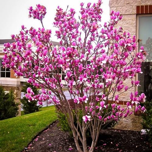 Ann Magnolia Tree Live Plant 6 to 12 Inch Tall, Fragrant Magnolia Plant Live, Magnolia Bush Live Plant in 3 Inch Pot