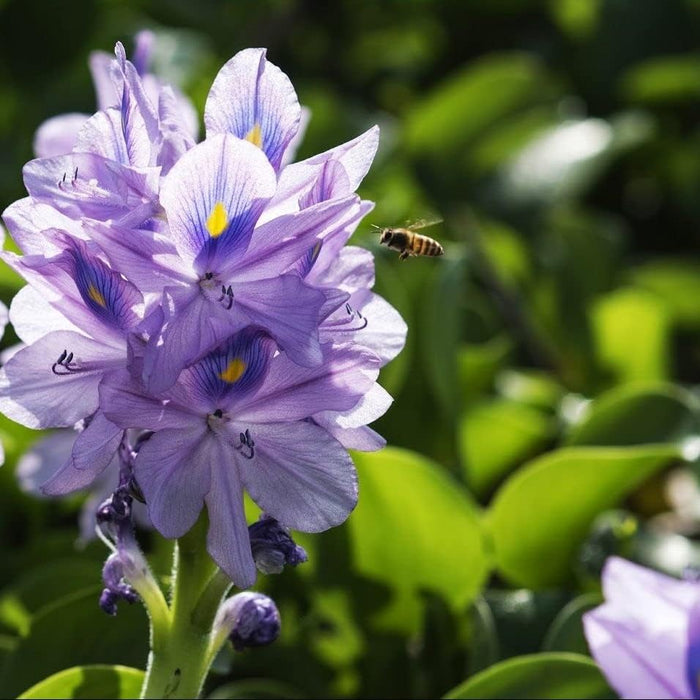 12 Water Hyacinth (Eichornia Crassipes) Floating Water Garden Pond Plants (12 Live Plants)