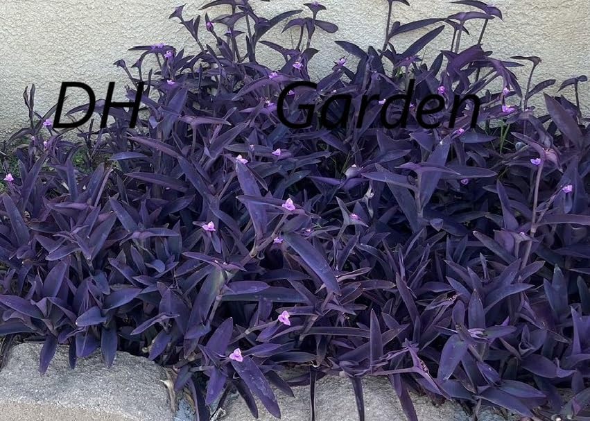 10 Jew cuttings Purple Heart Wandering Tradescantia Pallida Purpurea Around 4"-6" Long