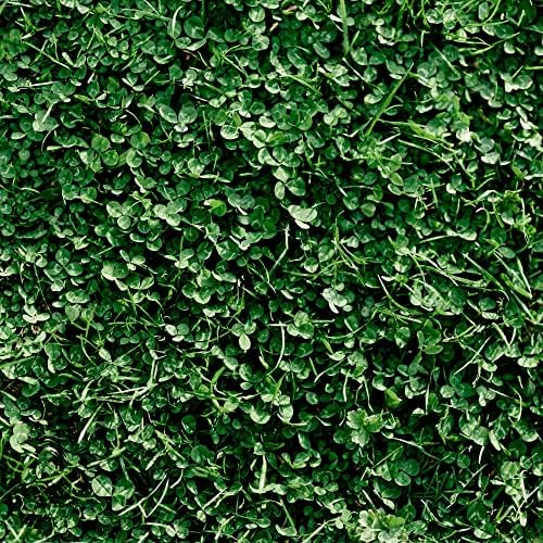 Miniature Clover Seeds - 1 Lb ~400,000 Seeds - Small Leaf White Clover - Low Growing Nitrogen Fixing Lawn Clover & Cover Crop - Non-GMO, Perennial