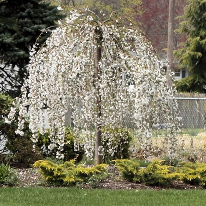 Weeping Cherry Blossom Tree Plant, 8 to 12 Inch Tall Cherry Blossom Tree Live in Pot, Perennial Cherry Blossom Sapling, White Cherry Blossom Tree Plant, Dwarf Cherry Flower Tree Starter Plant