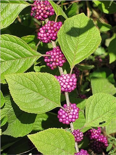 American Beautyberry | 3 Live Plants | Callicarpa Americana | Drought-Tolerant, Vibrant Purple Berries, Attracts Birds & Butterflies | Easy to Grow