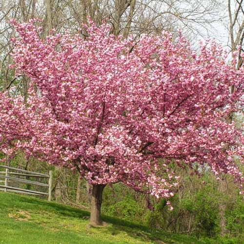 Live Kwanzan Cherry Blossom Tree Plants, 8 to 12 Inch Tall Live Cherry Blossom Flowers Plant, Live Cherry Blossom Tree Plants, Perennial Cherry Flowers Tree Plant, Ready to Plant Outdoor Garden