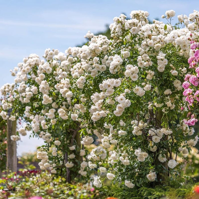 White Climbing Rose Live Plant Well Rooted, No Leaf, Ready to Plant Indoor Outdoor, Climber Rose Bush, Hybrid Tea Rose Like, Very Fragrant, Long Bloomer