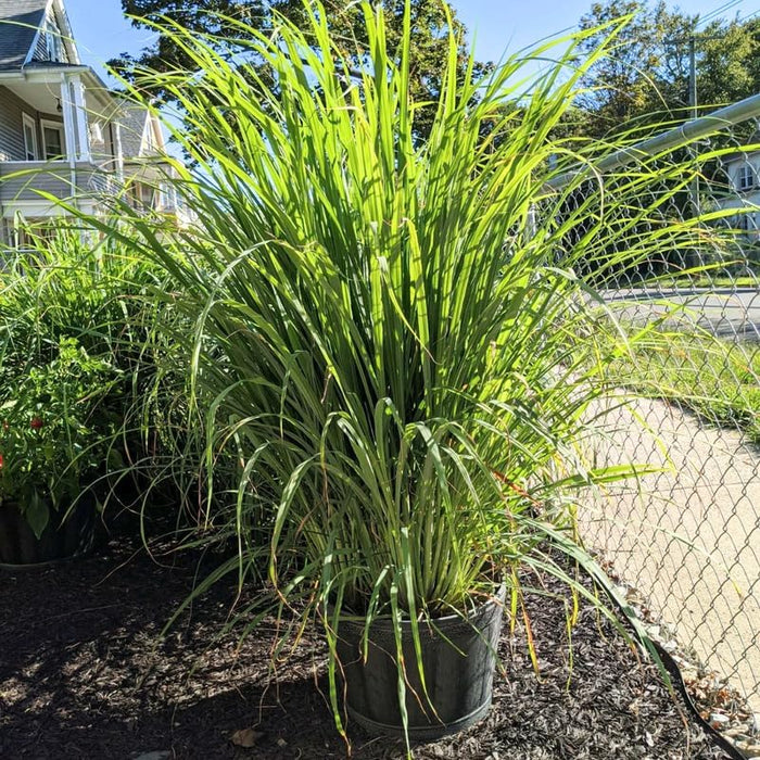 4 Big Lemon Grass Plants for Outside, Lemongrass Plants Live, No Pot, Well Rooted, Trim Back, Fresh Fragrant Lemon Grass Stalks Plants for Outside Live