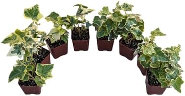 Gold Child English Ivy Plants, Set of 8, Hardy Groundcover, 2 1/4" Pot