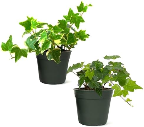 American Plant Exchange English Ivy, Two Pack 4-Inch Pots, Green and Variegated, Vining Houseplants, Live Indoor Plants, Fast Growing, Easy to Care, Versatile Home & Garden Décor