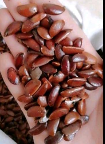 120 Seed Japanese Persimmon for Planting Non GMO Heirloom FuYu Persimmon