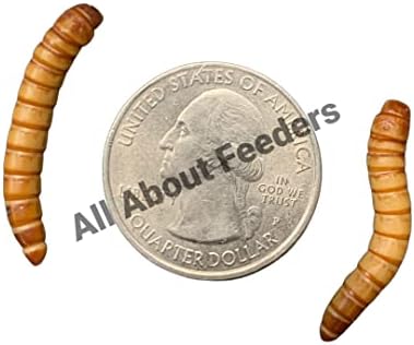 500ct Live Giant Mealworms, Reptile, Birds, Best Bait