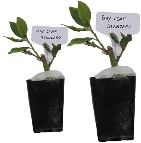Bay Leaf Standard - Laurus Nobilis. Live Plant. Fragrant, Fresh, Edible. Easy Grow. Indoor/Outdoor. (2 Bay Laurel Plants in Cup)
