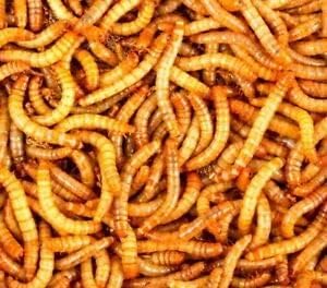 3000 Count Live Mealworms (3/4-1 Inches) - Gut-Loaded