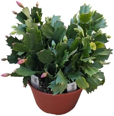 Red and White Christmas Cactus, Live Houseplant in 6-Inch Pot, Stunning Flowering Plant
