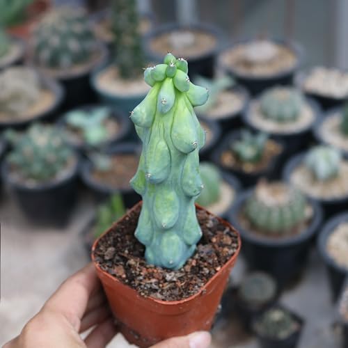 5" Boobie Cactus Christmas Tree Cactus Myrtillocactus geometrizans Fukurokuryuzinboku Cacti Cactus Succulents Real Live Plant Mother's Day Gift Indoor Outdoor Pet Friendly