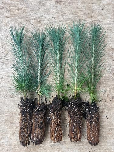5 Ponderosa Pine Tree Seedlings- Native, Fast Growing, Animal Habitat (Approx. 1-2 feet in Height)