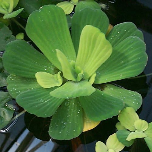 Floating Plants for Water Gardens and Ponds (Water Lettuce) (Water Lettuce, 3, Count)