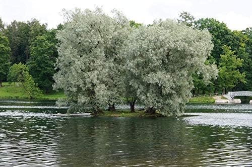 4 White Willow Trees - Rare and Unique Live Tree Plants - White Leaves