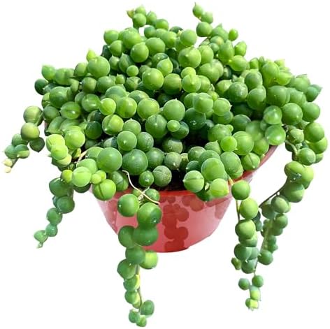4" String of Pearls, Live Trailing Succulent Fully Rooted in Pots with Soil Mix, Rare House Plant for Home Office Wedding Hanging Decoration, DIY Projects, Party Favor