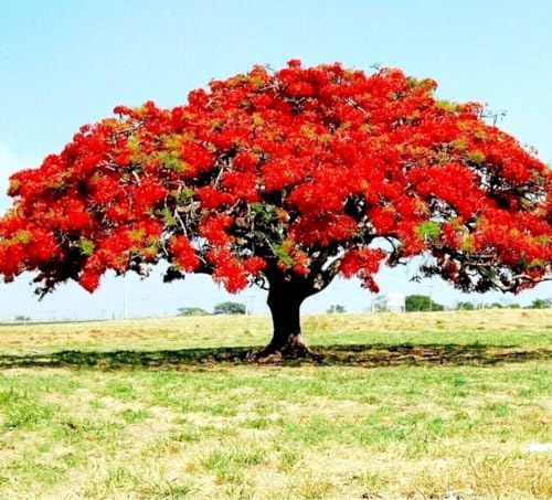30 Delonix Regia Seeds Royal Poinciana Red Flame Flamboyant Tree SeedsTropical - Fast Growing Plants