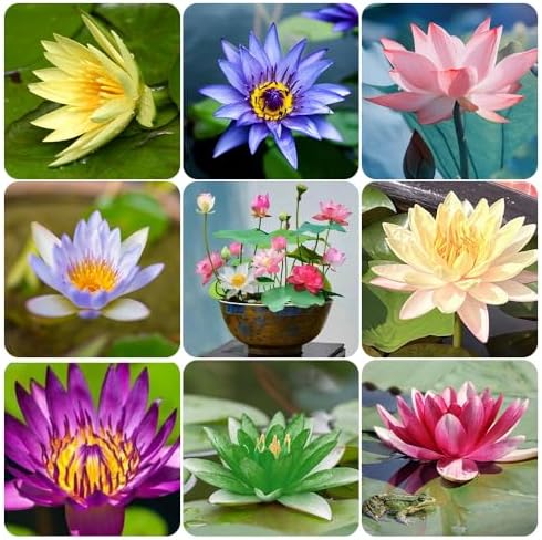 60 Pcs Mix Bonsai Bowl Lotus Seeds, Water Lilys Flower Plant, Lotus Seeds for Planting Water Features Seeds Non-GMO Fresh Garden Seeds
