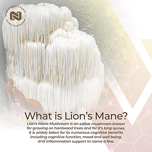 Nootropics Depot Lions Mane Mushroom Capsules | 8:1 Whole Fruiting Body Dual Extract | 500mg | 60 Count | Hericium erinaceus