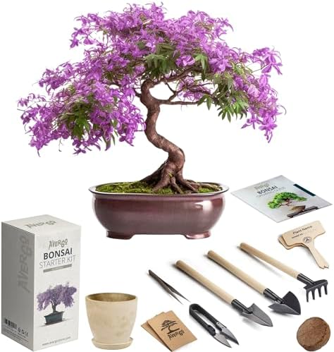 Bonsai Starter Kit – 1x Jacaranda Bonsai Tree | Complete Indoor Starter Kit for Growing Plants with Tools & Planters – Gardening Gifts for Women & Men