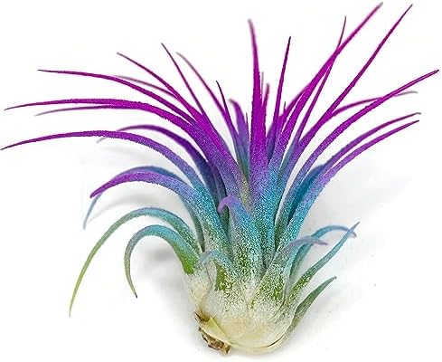 Ionantha Guatemala Tillandsia Air Plant, Guatemala Tillandsia Live Airplant, Healthy Arrival Guaranteed, Great Indoor Plant, Home Decor & Gift (Rainbow)