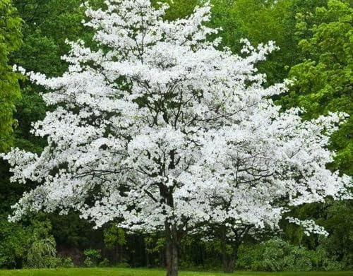 5 White Flowering Dogwood Trees - 10-18" Tall Seedlings - Live Plants/Shrubs - Cornus Florida - (5 Pack)