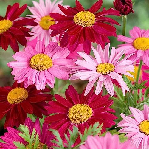 2000+ Pyrethrum Tanacetum coccineum - Flower Garden Seeds - Perennial Flower Seeds